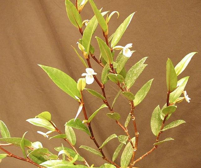 B. loranthoides ssp. rhopalocarpa